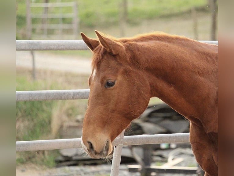 American Quarter Horse Klacz 3 lat 155 cm Kasztanowata in Kronach