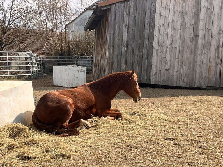 American Quarter Horse Klacz 3 lat 155 cm Kasztanowata in Kronach
