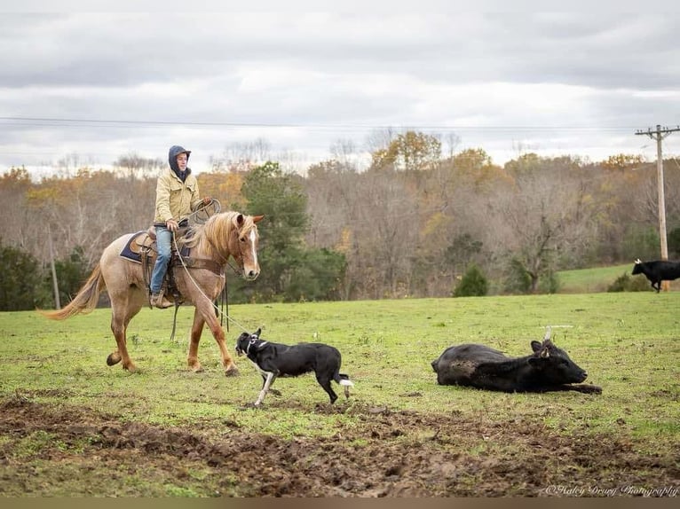 American Quarter Horse Mix Klacz 3 lat 155 cm Kasztanowatodereszowata in Auburn