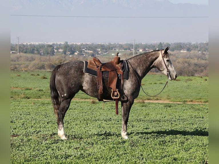 American Quarter Horse Klacz 3 lat 155 cm Siwa jabłkowita in Norco