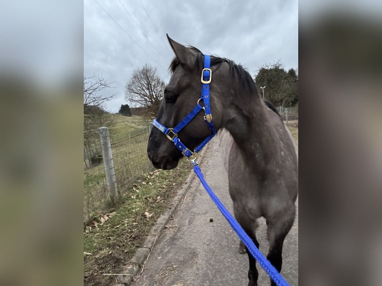 American Quarter Horse Klacz 3 lat 156 cm Grullo in Höringen