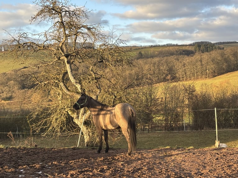 American Quarter Horse Klacz 3 lat 156 cm Grullo in Höringen