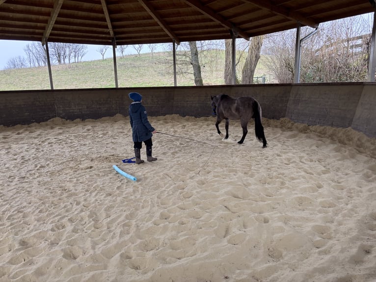 American Quarter Horse Klacz 3 lat 156 cm Grullo in Höringen