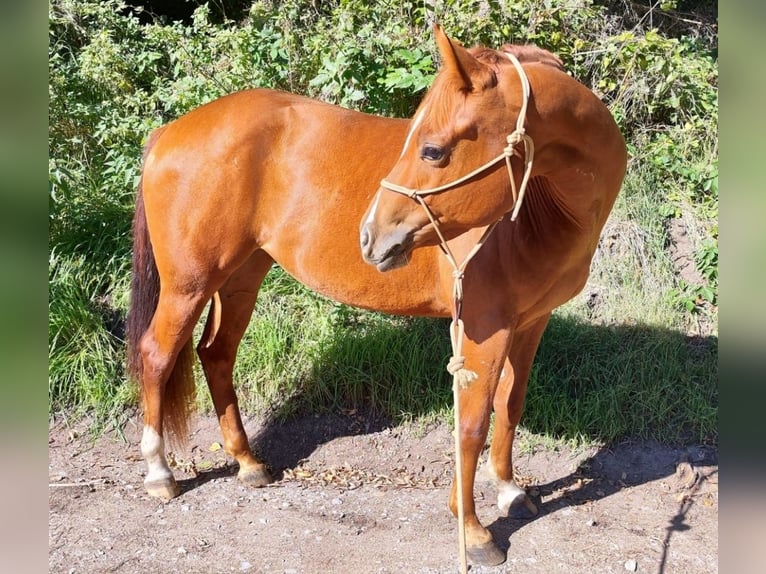 American Quarter Horse Klacz 3 lat 156 cm Kasztanowata in Gschwend