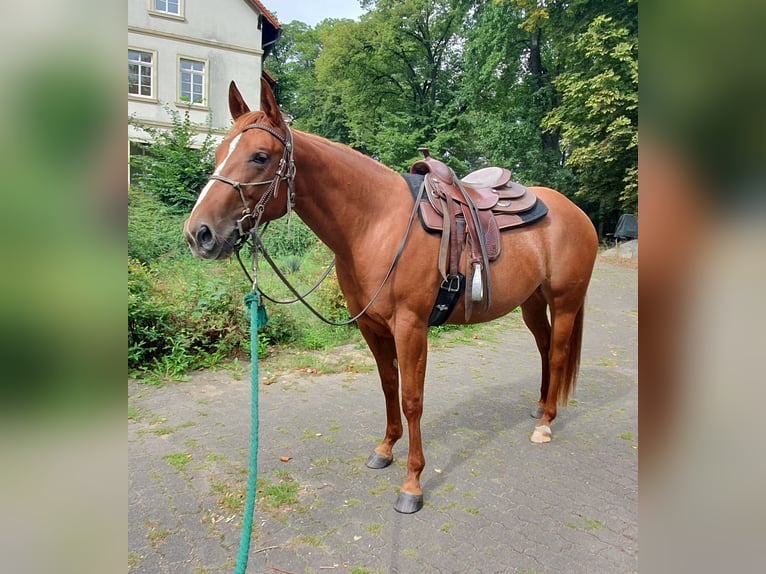 American Quarter Horse Klacz 3 lat 157 cm Kasztanowata in Zerbst