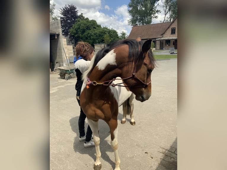 American Quarter Horse Klacz 3 lat 157 cm Tobiano wszelkich maści in ElverseleLokeren