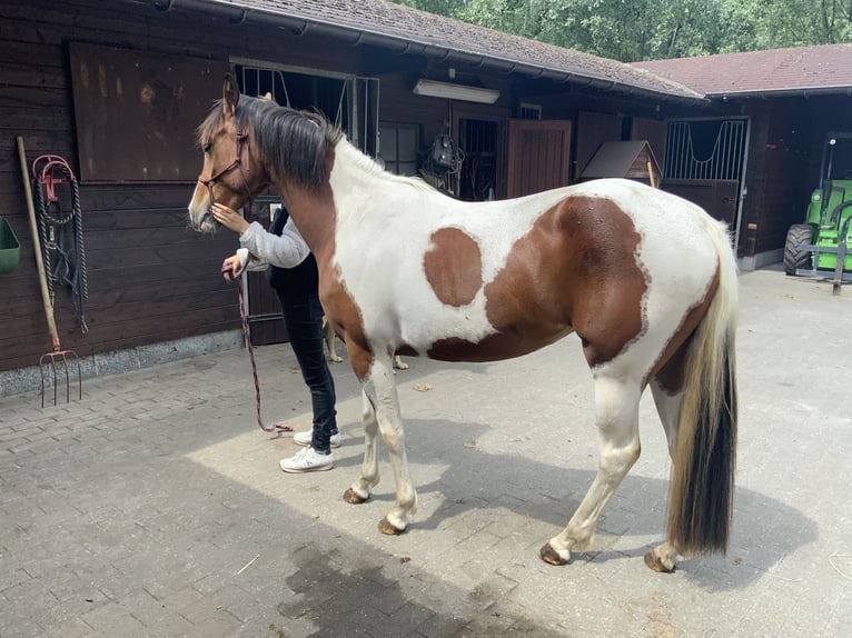 American Quarter Horse Klacz 3 lat 157 cm Tobiano wszelkich maści in ElverseleLokeren
