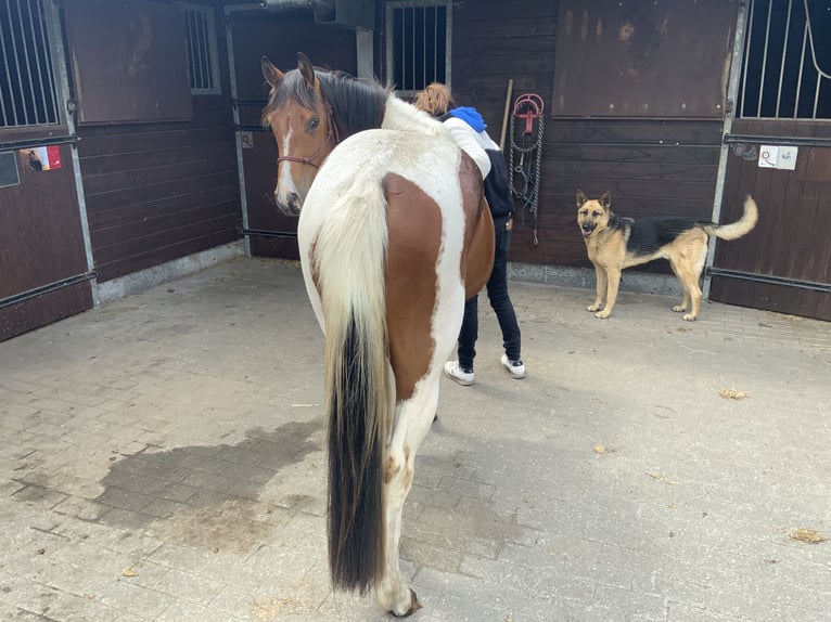 American Quarter Horse Klacz 3 lat 157 cm Tobiano wszelkich maści in ElverseleLokeren