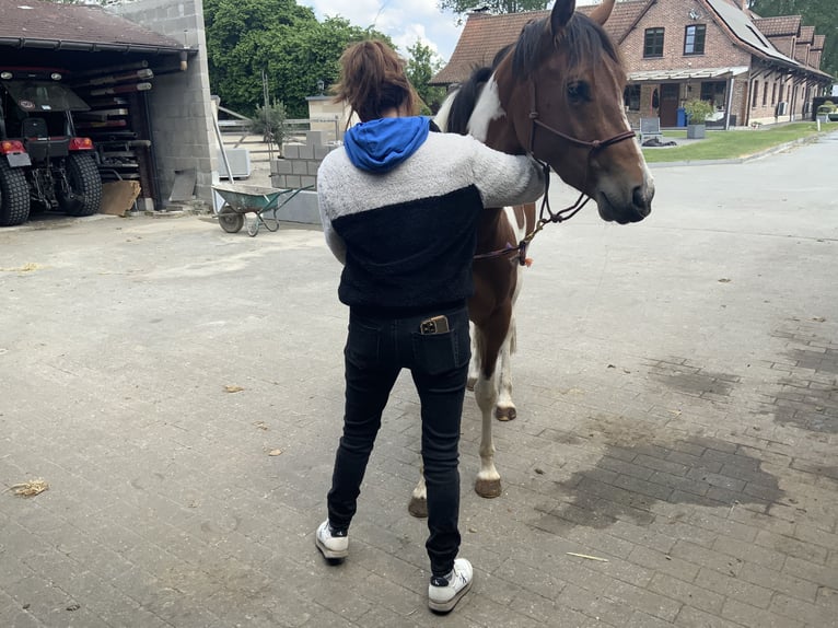 American Quarter Horse Klacz 3 lat 157 cm Tobiano wszelkich maści in ElverseleLokeren