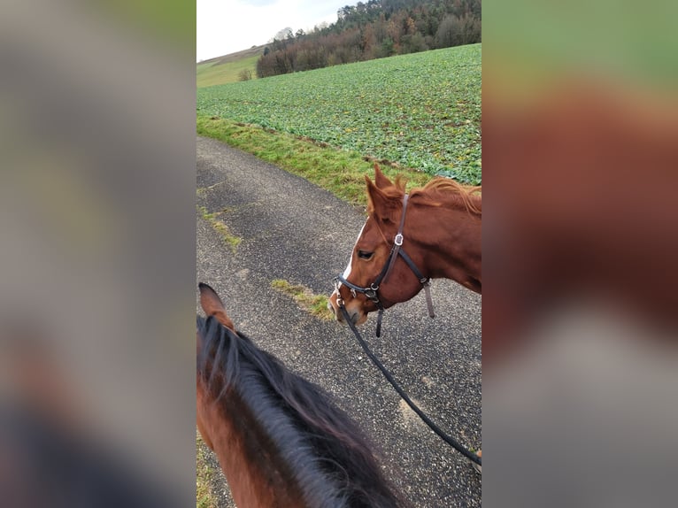 American Quarter Horse Klacz 3 lat 158 cm Kasztanowata in Ravenstein