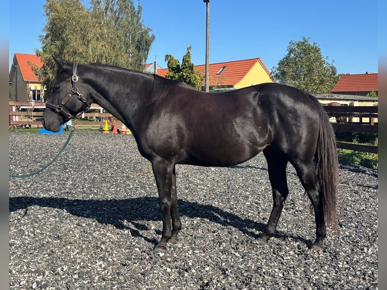 American Quarter Horse Klacz 3 lat 160 cm Kara in Kuschkow