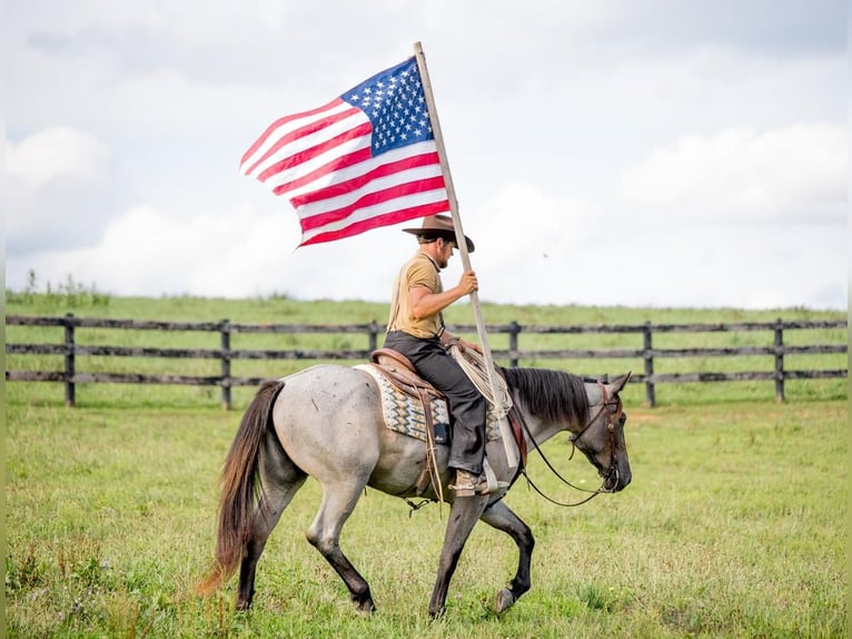 American Quarter Horse Mix Klacz 3 lat 160 cm Karodereszowata in Honey Brook