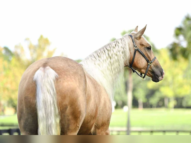 American Quarter Horse Klacz 3 lat 163 cm Izabelowata in Ocala