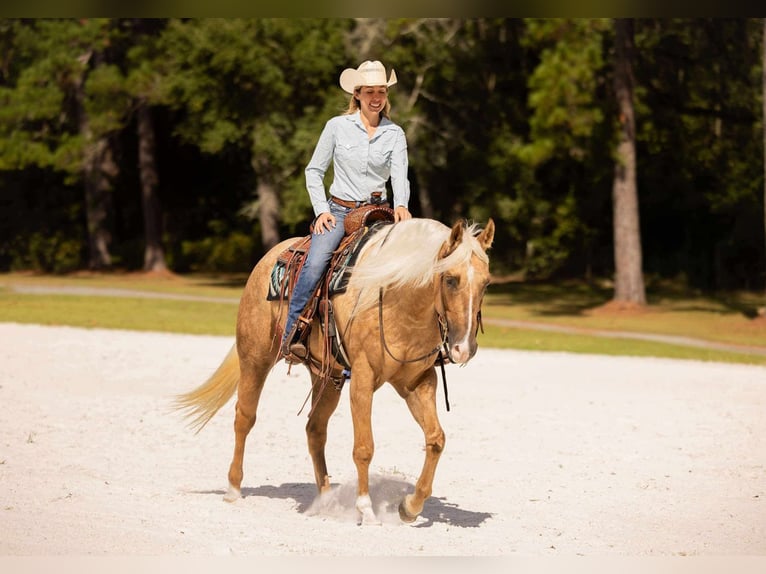 American Quarter Horse Klacz 3 lat 163 cm Izabelowata in Ocala