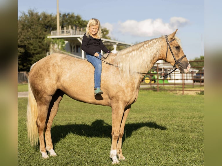 American Quarter Horse Klacz 3 lat 163 cm Izabelowata in Ocala