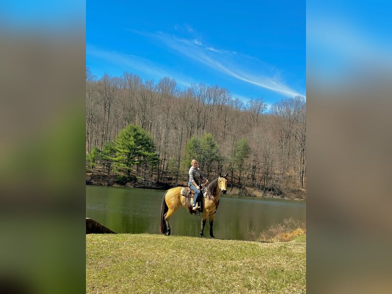 American Quarter Horse Klacz 3 lat 163 cm in New Holland, PA