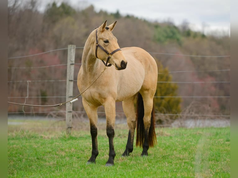 American Quarter Horse Klacz 3 lat 163 cm in New Holland, PA