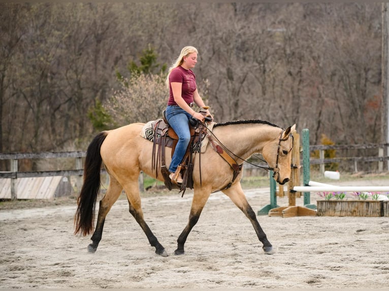 American Quarter Horse Klacz 3 lat 163 cm in New Holland, PA