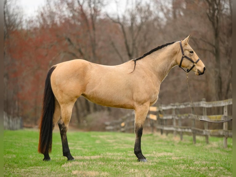 American Quarter Horse Klacz 3 lat 163 cm in New Holland, PA