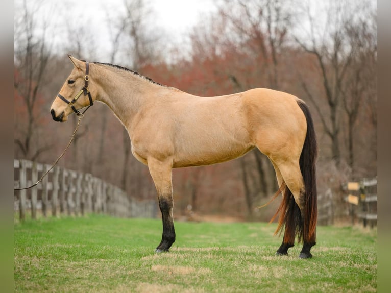 American Quarter Horse Klacz 3 lat 163 cm in New Holland, PA