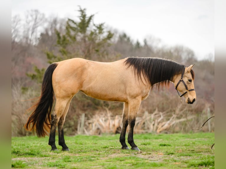 American Quarter Horse Klacz 3 lat 163 cm in New Holland, PA