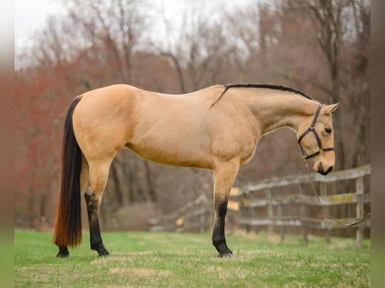 American Quarter Horse Klacz 3 lat 163 cm in New Holland, PA