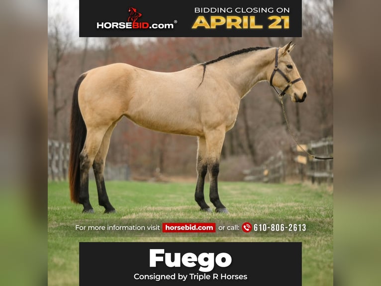 American Quarter Horse Klacz 3 lat 163 cm in New Holland, PA