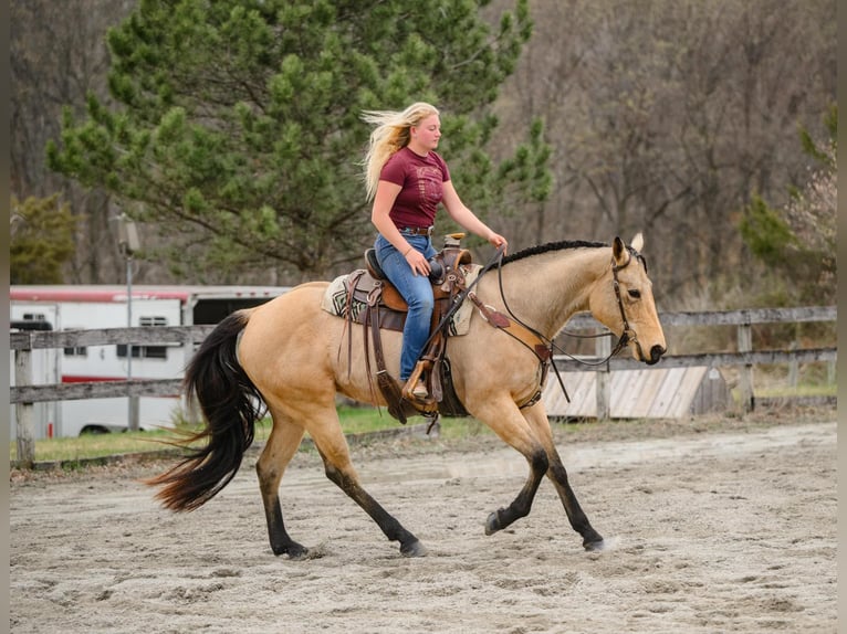 American Quarter Horse Klacz 3 lat 163 cm in New Holland, PA
