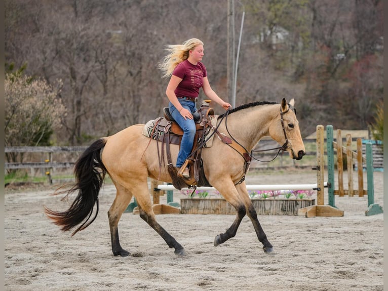 American Quarter Horse Klacz 3 lat 163 cm in New Holland, PA