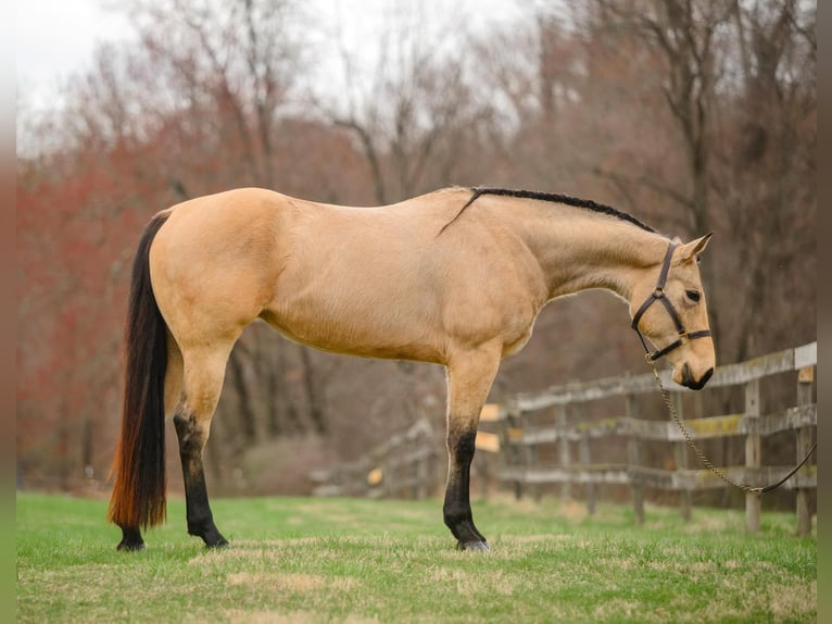 American Quarter Horse Klacz 3 lat 163 cm in New Holland, PA