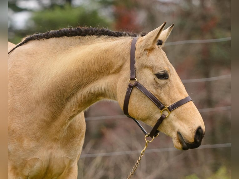 American Quarter Horse Klacz 3 lat 163 cm in New Holland, PA