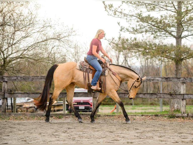 American Quarter Horse Klacz 3 lat 163 cm in New Holland, PA
