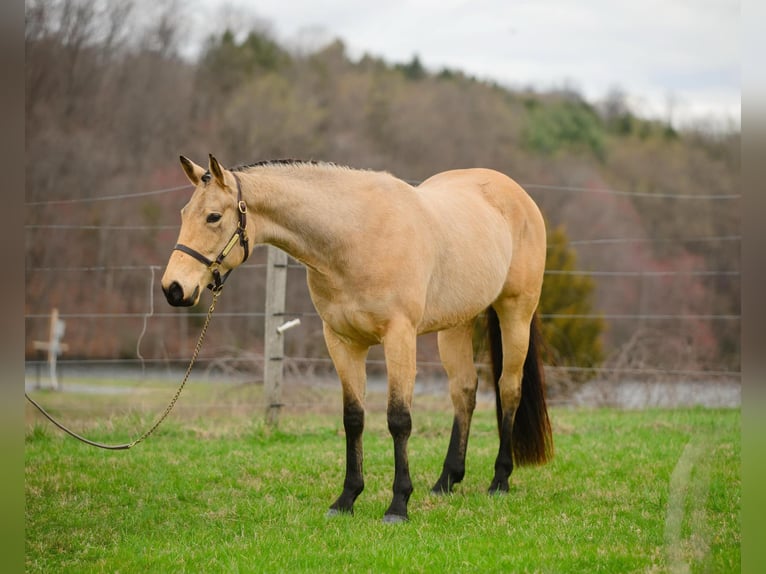 American Quarter Horse Klacz 3 lat 163 cm in New Holland, PA