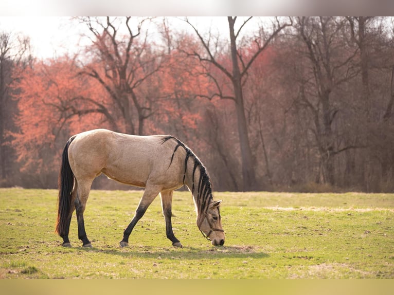 American Quarter Horse Klacz 3 lat 163 cm in New Holland, PA