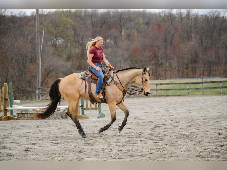 American Quarter Horse Klacz 3 lat 163 cm in New Holland, PA