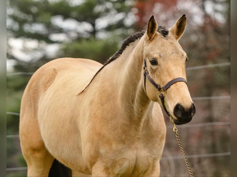 American Quarter Horse Klacz 3 lat 163 cm in New Holland, PA
