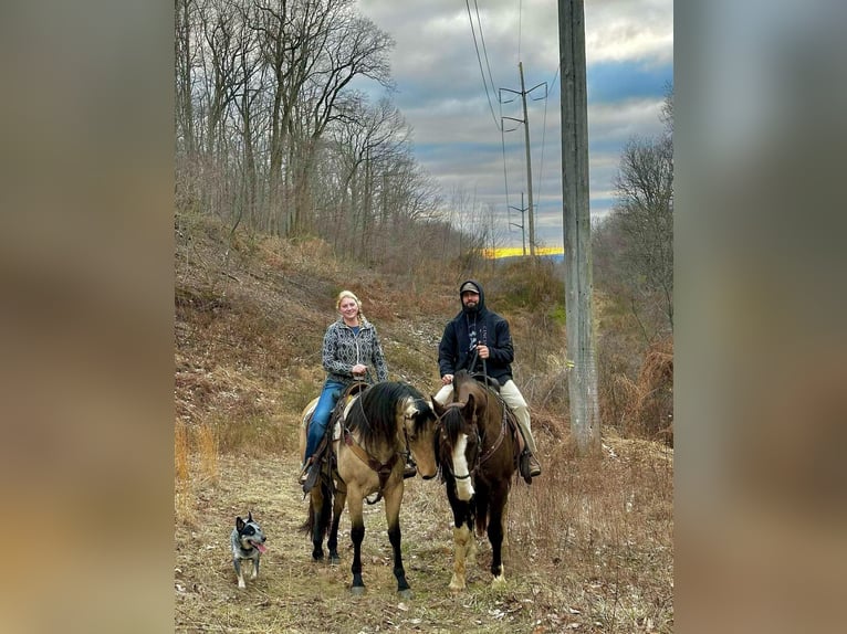 American Quarter Horse Klacz 3 lat 163 cm in New Holland, PA