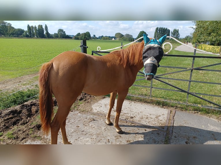 American Quarter Horse Klacz 3 lat Bułana in Vogelwaarde