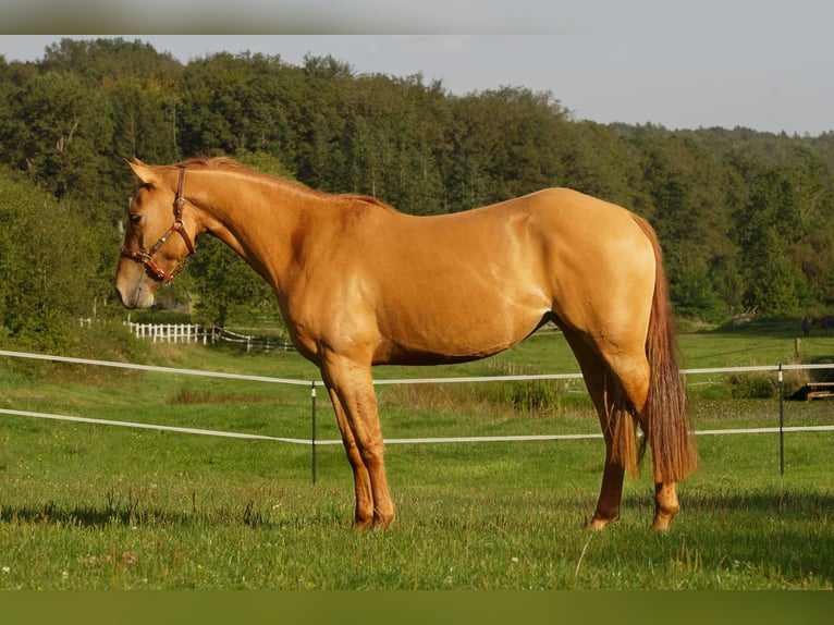 American Quarter Horse Klacz 3 lat Bułana in Erbach