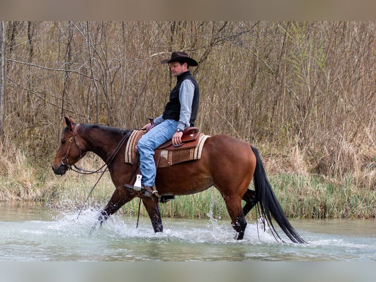 American Quarter Horse Klacz 3 lat Ciemnogniada in EhingenEhingen