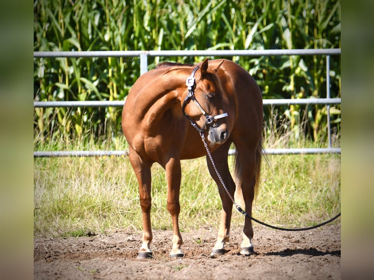 American Quarter Horse Klacz 3 lat Ciemnokasztanowata in Parkstein