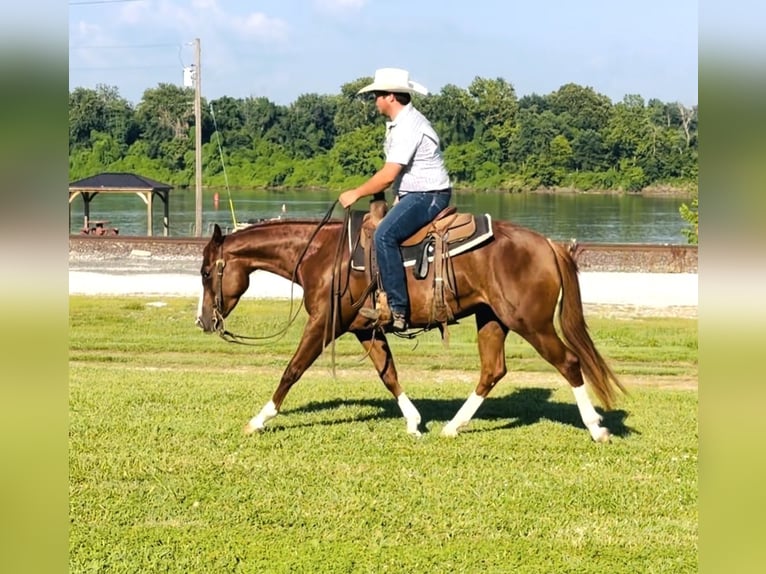 American Quarter Horse Klacz 3 lat Cisawa in La Grange