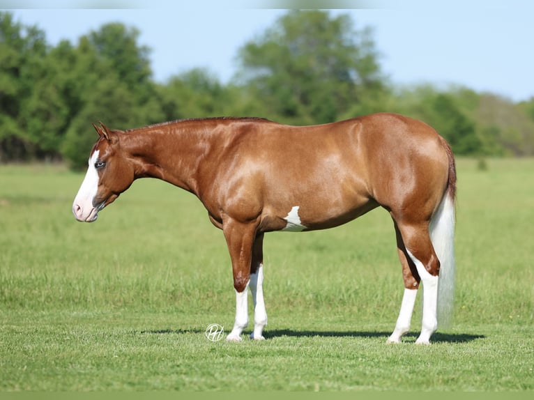 American Quarter Horse Klacz 3 lat Cisawa in Buffalo
