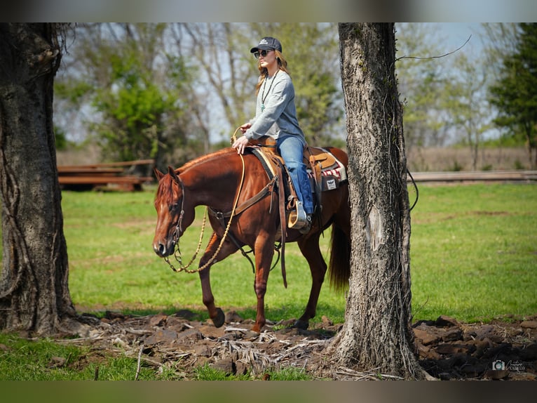American Quarter Horse Klacz 3 lat Cisawa in Kingston, OK