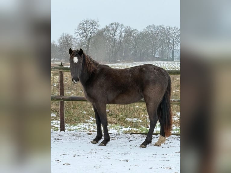 American Quarter Horse Klacz 3 lat  in Anderlingen