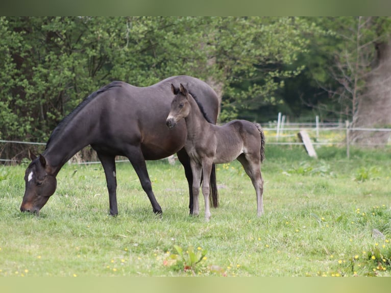 American Quarter Horse Klacz 3 lat  in Anderlingen