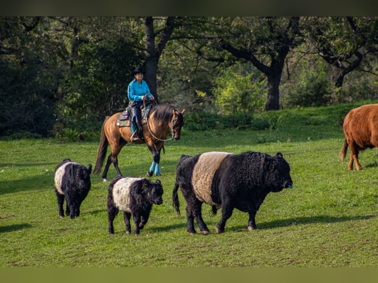 American Quarter Horse Klacz 3 lat Gniada in Berga-Wünschendorf