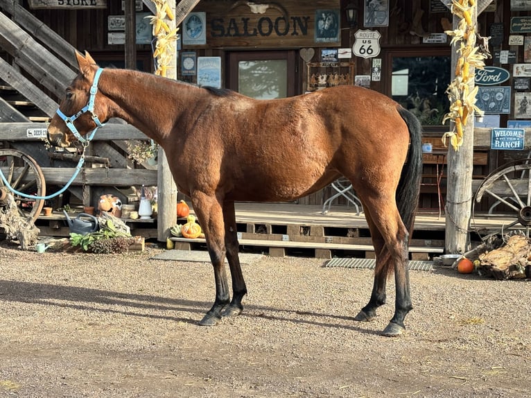American Quarter Horse Klacz 3 lat Gniada in Berga-Wünschendorf