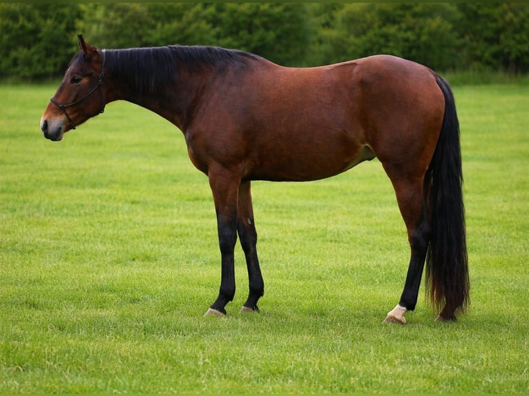 American Quarter Horse Klacz 3 lat Gniada in Bell