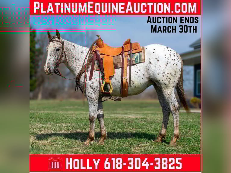 American Quarter Horse Klacz 3 lat Gniada in Greenville Ky